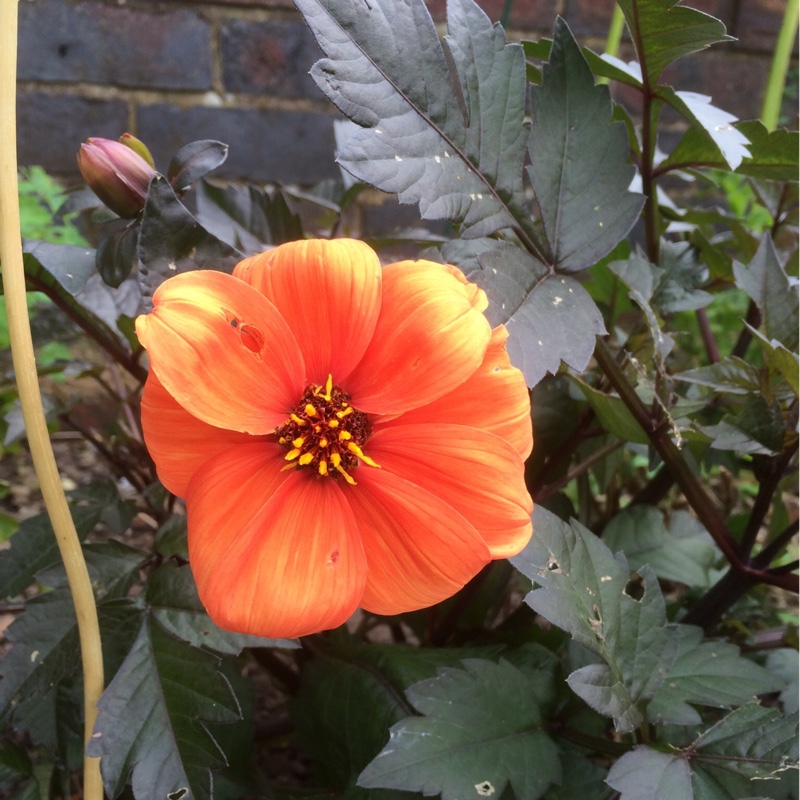 Plant image Dahlia 'Bishop of Oxford'