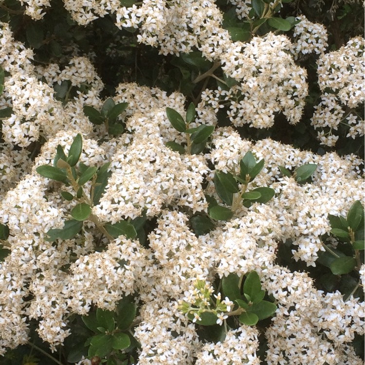 Plant image Olearia x haastii