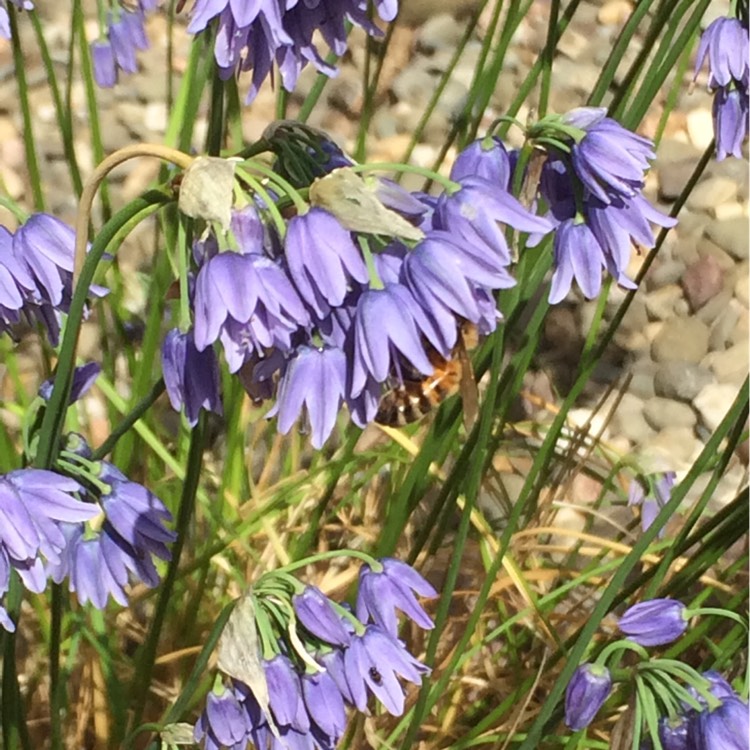 plant image 221437