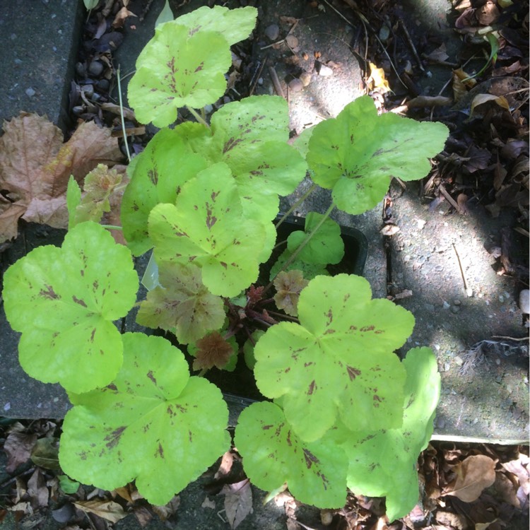 plant image 250547