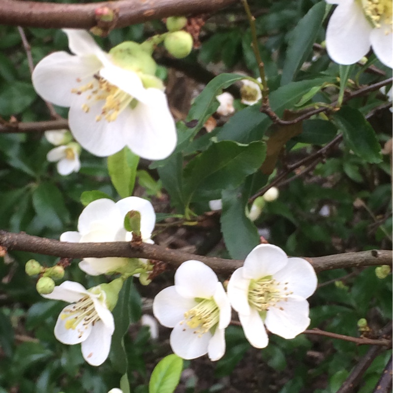 Plant image Chaenomeles speciosa 'Nivalis'