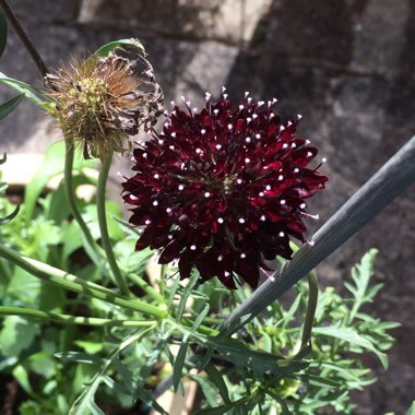 Scabiosa 'Black Ball'