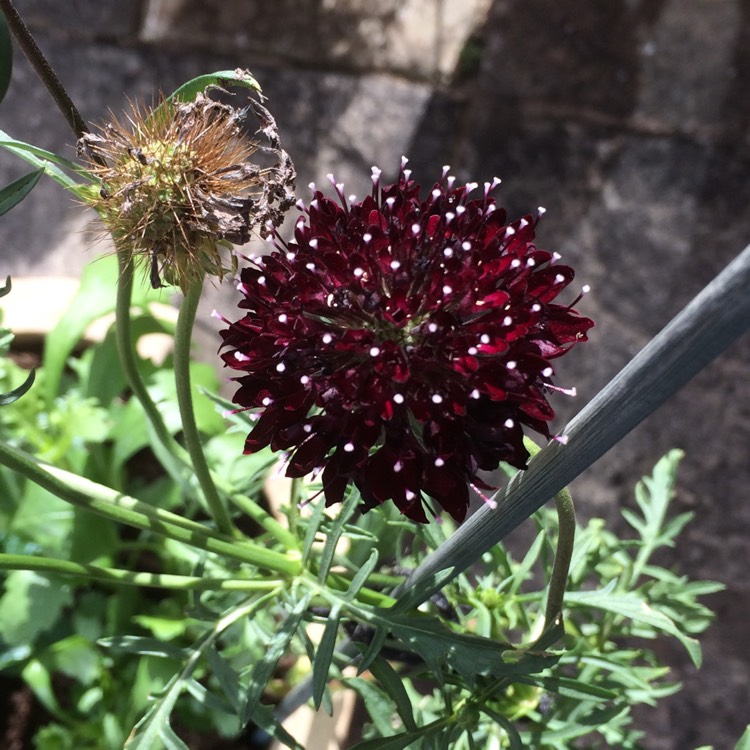 plant image 448618