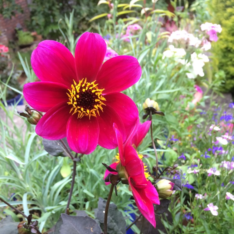 Plant image Dahlia 'Roxy'