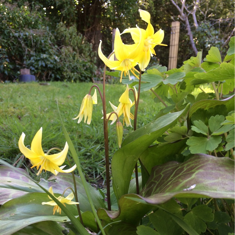 plant image 48246