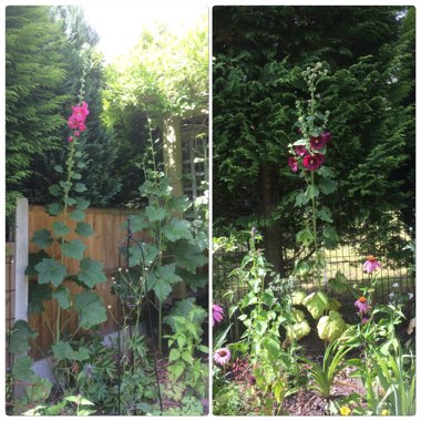 Alcea rosea  syn. Althaea rosea