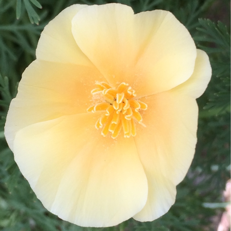 Plant image Eschscholzia californica 'Alba'
