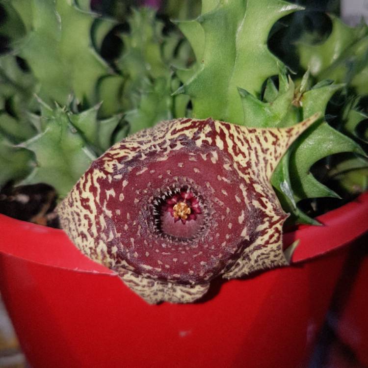 plant image 360628