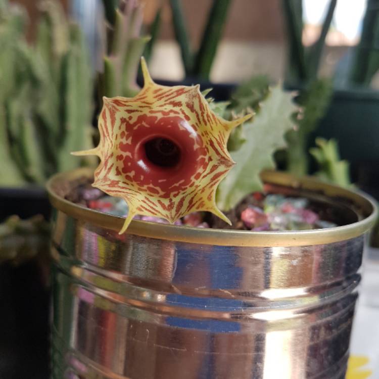 plant image 360646