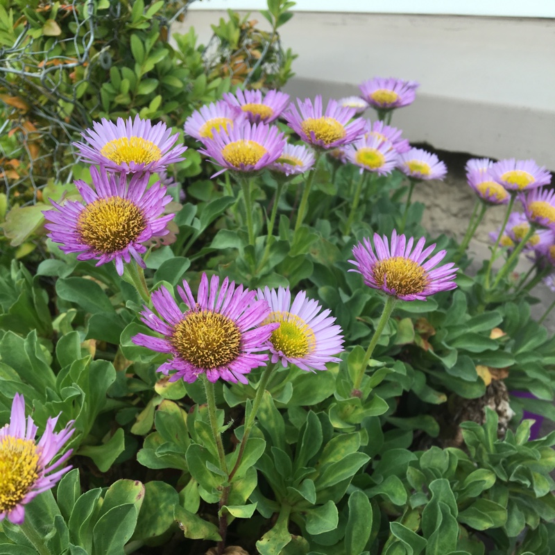plant image 176467