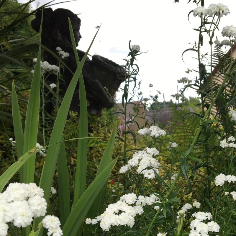 Plant image Achillea ptarmica 'The Pearl'