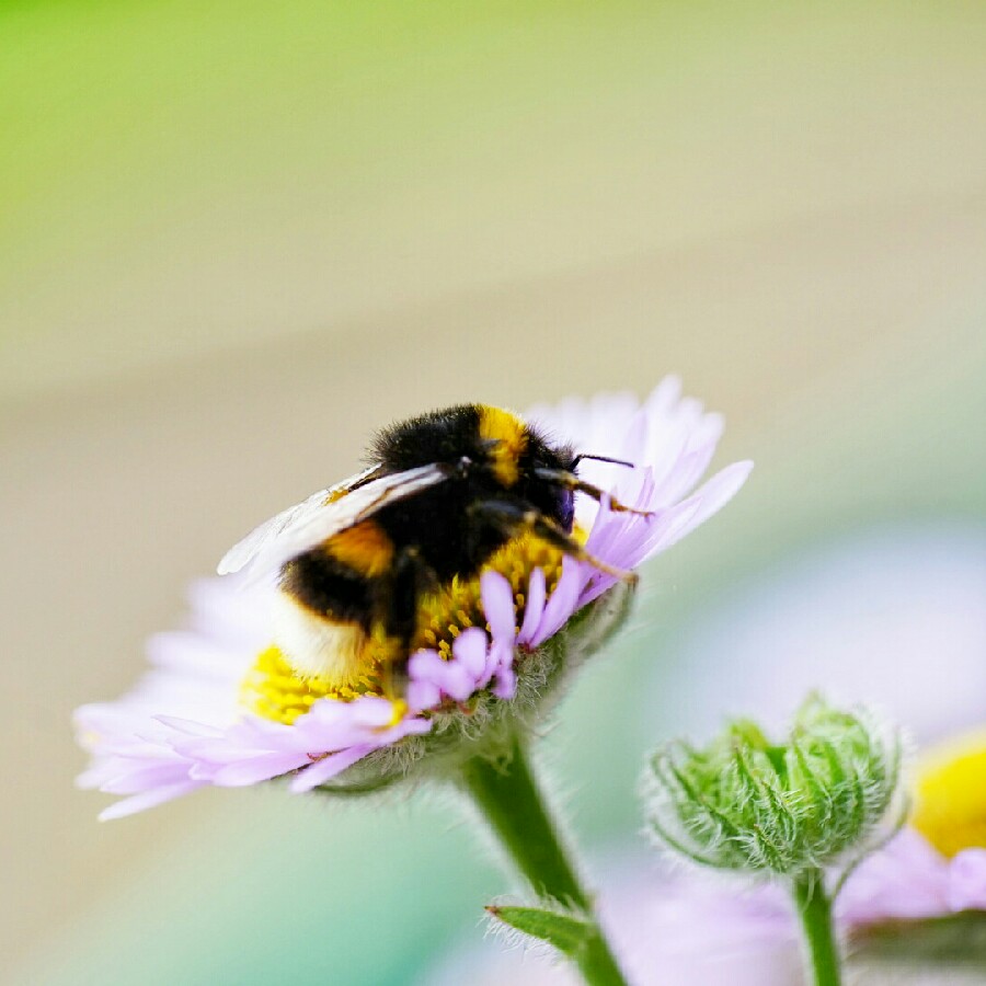 Erigeron glaucus 'Sea Breeze'