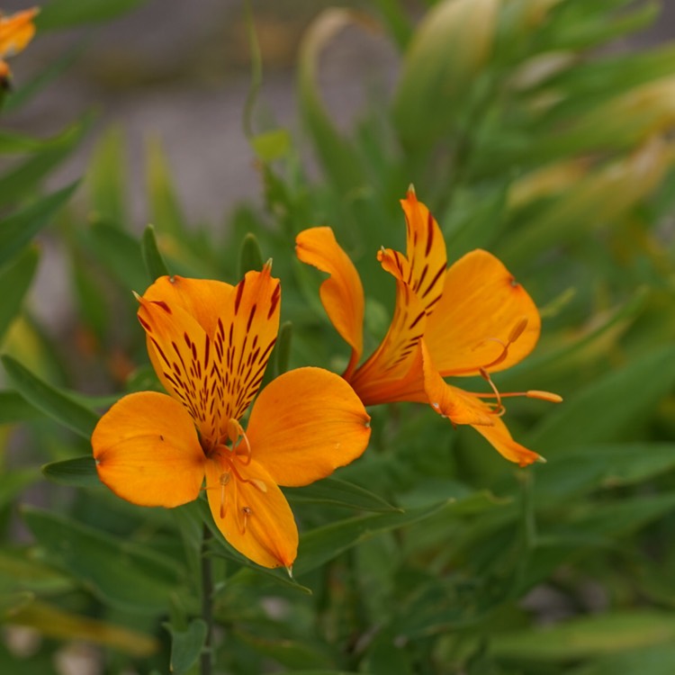 Plant image Alstroemeria aurea 'Orange King' syn. Alstroemeria aurantiaca 'Orange King'