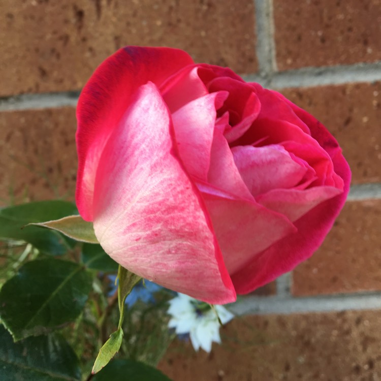 plant image 203252
