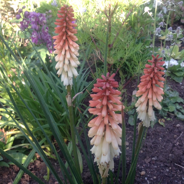 Plant image Kniphofia 'Orange Vanilla Popsicle' (Popsicle Series)