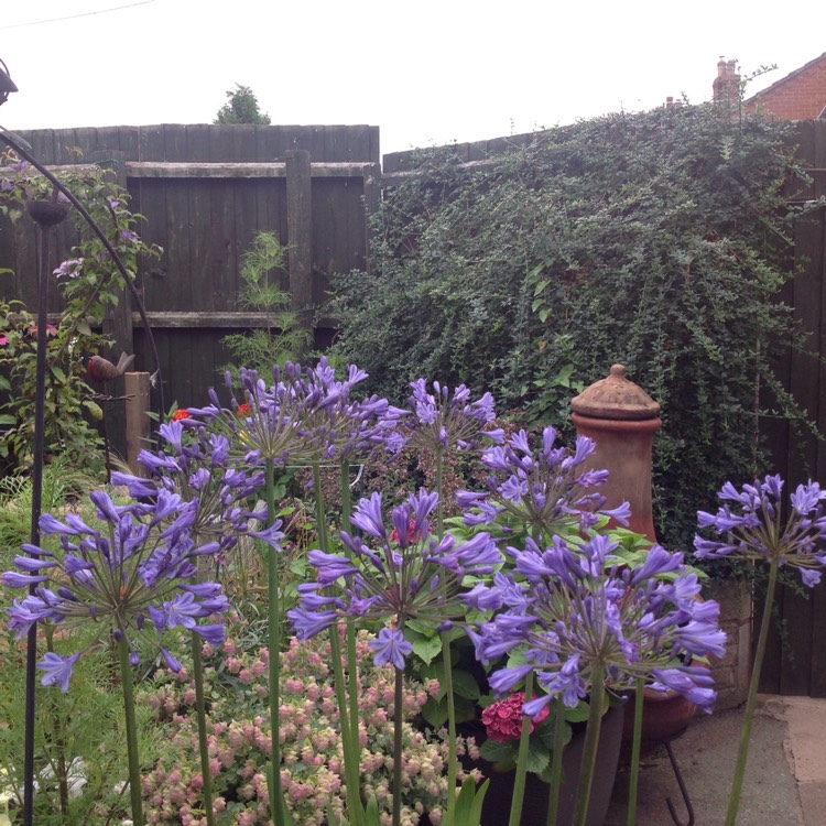 Plant image Agapanthus 'Sunfield'