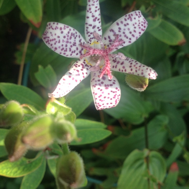 Plant image Tricyrtis formosana 'Pink Freckles'