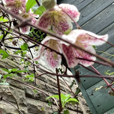 Chris's garden