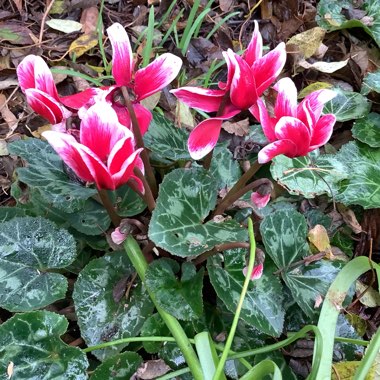 Chris's garden