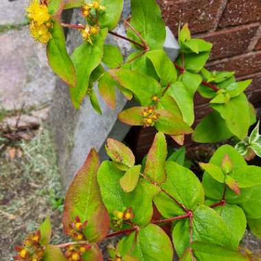 St Johns Wort