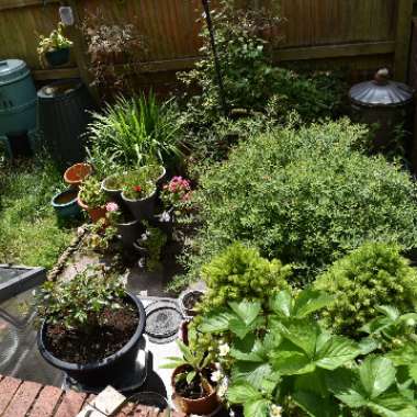 Christopher's garden