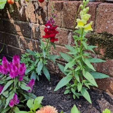 Christopher's garden