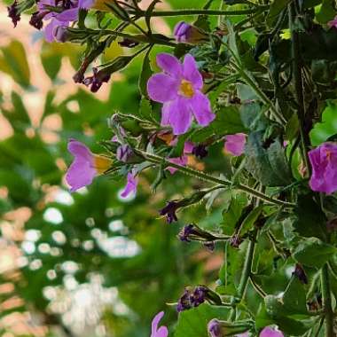 Christopher's garden