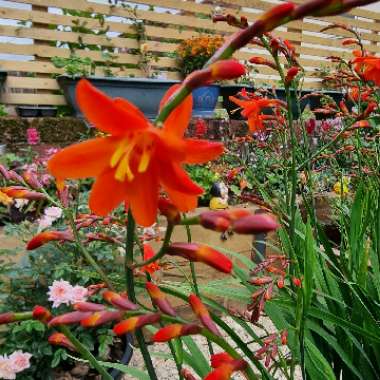 Christopher's garden