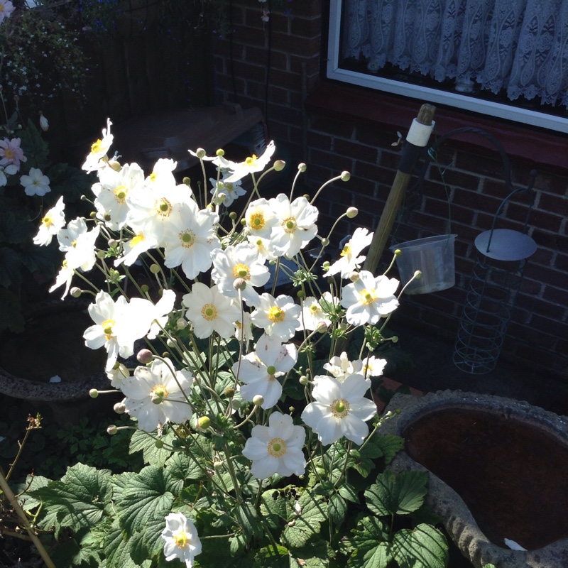Plant image Anemone Hupehensis var. japonica 'Alba'