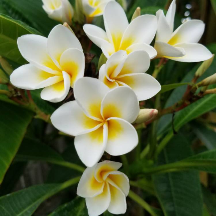 Plant image Plumeria pudica x
