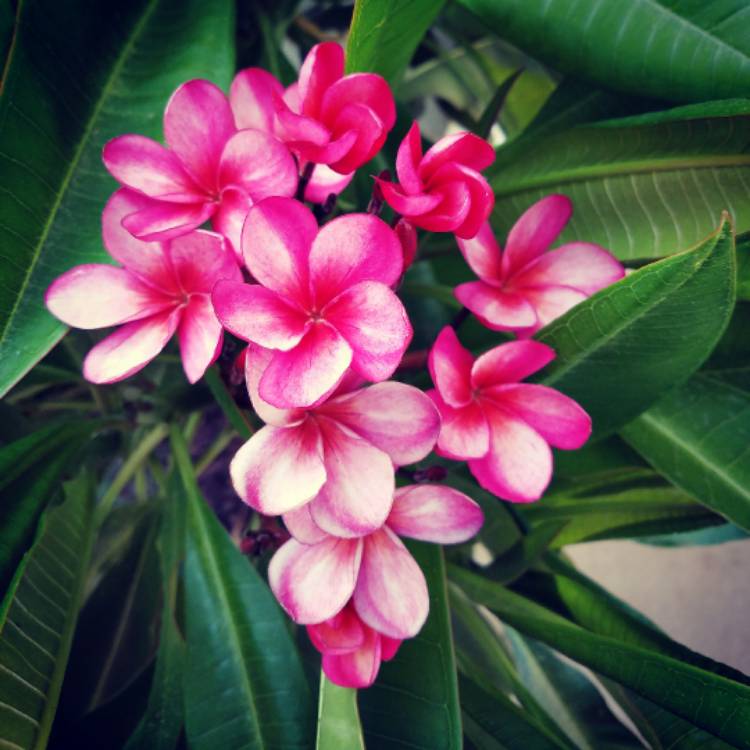 Plant image Plumeria 'Black Red'