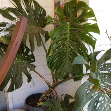 Monstera deliciosa