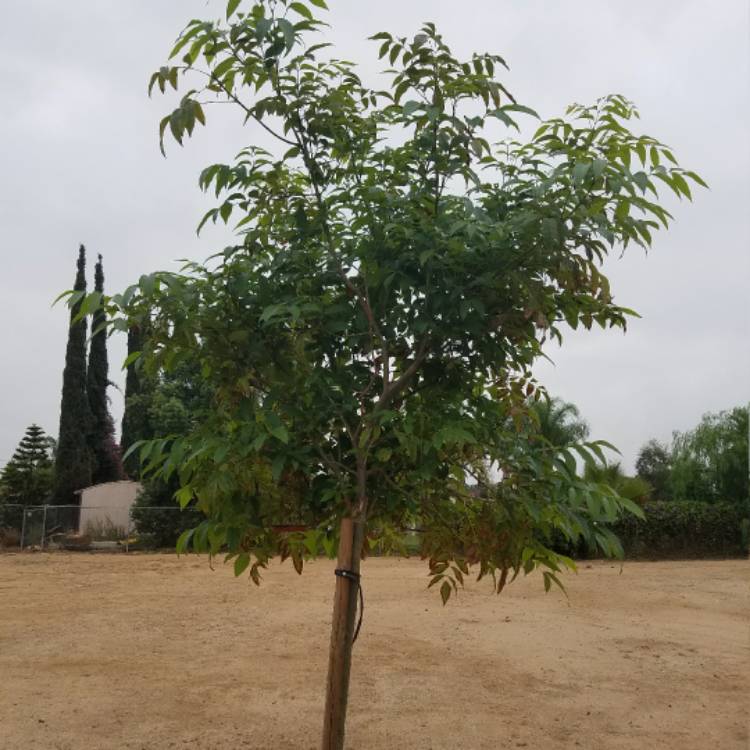 Plant image Fraxinus Griffithi