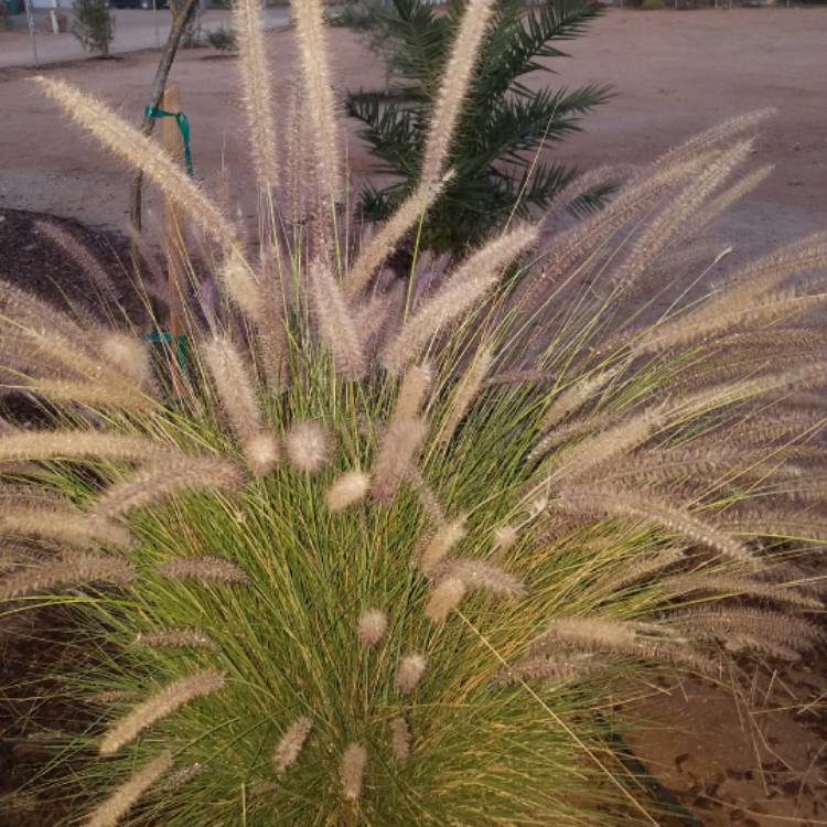 plant image 568988
