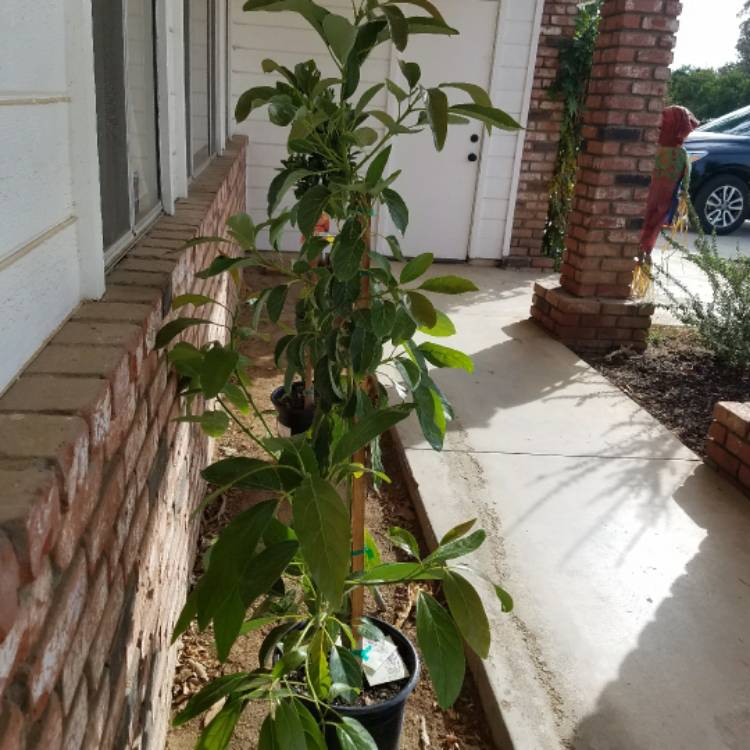plant image 574362