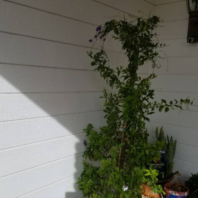 Plant image Duranta erecta 'Sapphire Showers'
