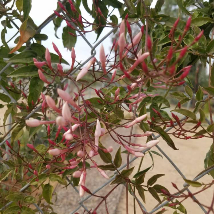 plant image 629704 plant image 629704