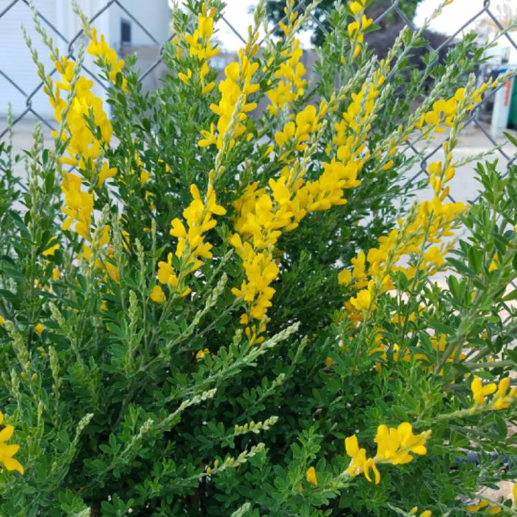 Plant image Cytisus racemosus syn. Genista racemosa