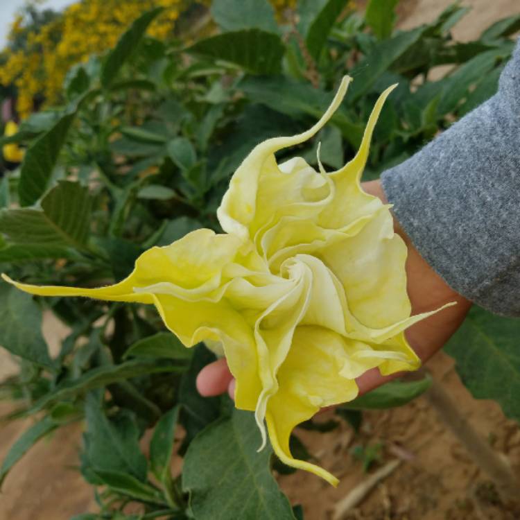 plant image 711629