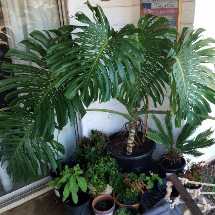 plant image 765833
