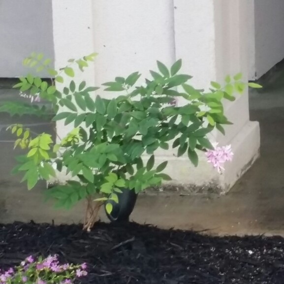 plant image 126270 plant image 126270