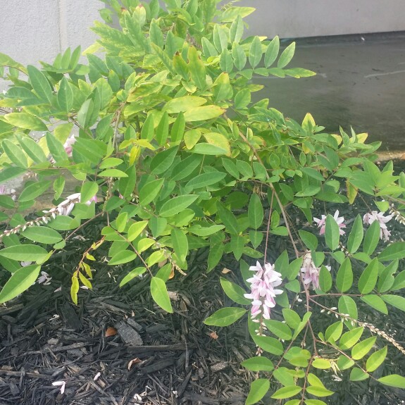 plant image 127276 plant image 127276