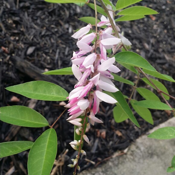 plant image 128102 plant image 128102