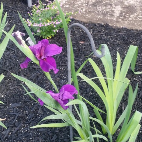 plant image 128204