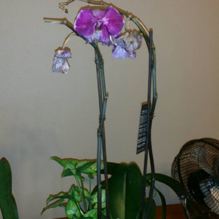 plant image 308516 plant image 308516