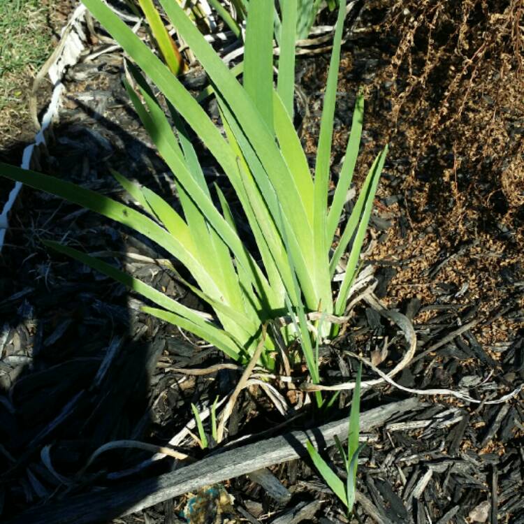 plant image 312826