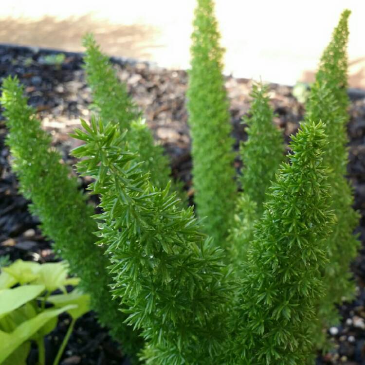 Asparagus Meyeri 5Gallon Asparagus Densiflorus Meyerii Plant Meyeri Fo –  NNplant