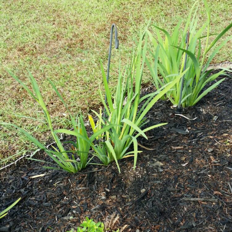 plant image 340838
