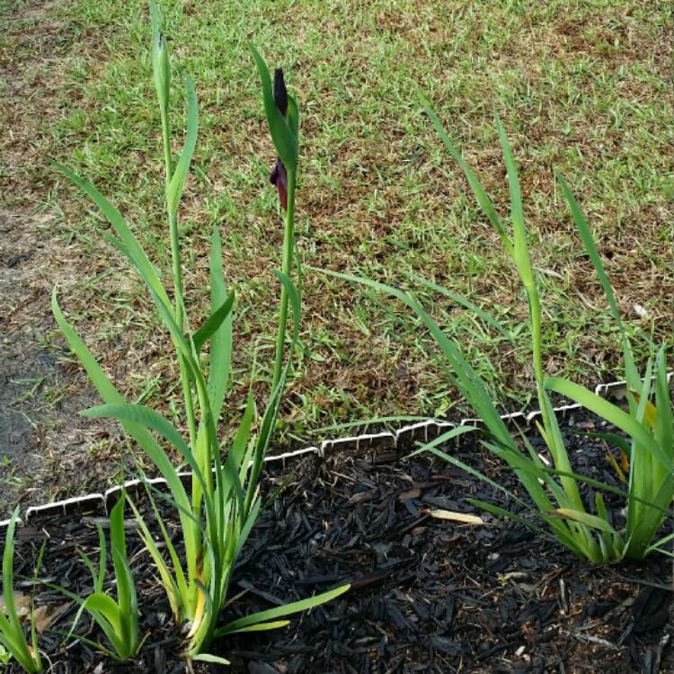 plant image 340840