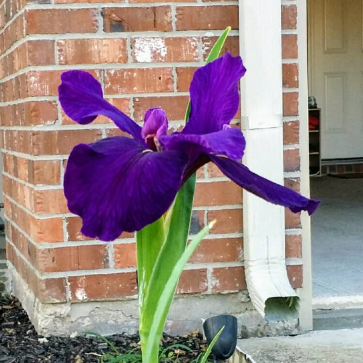 plant image 340841